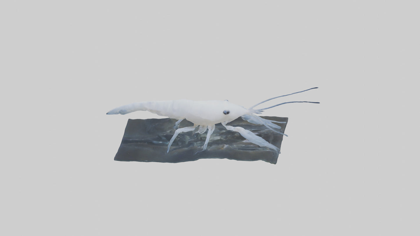 3D model Ghost Shrimp hiding model VR / AR / low-poly