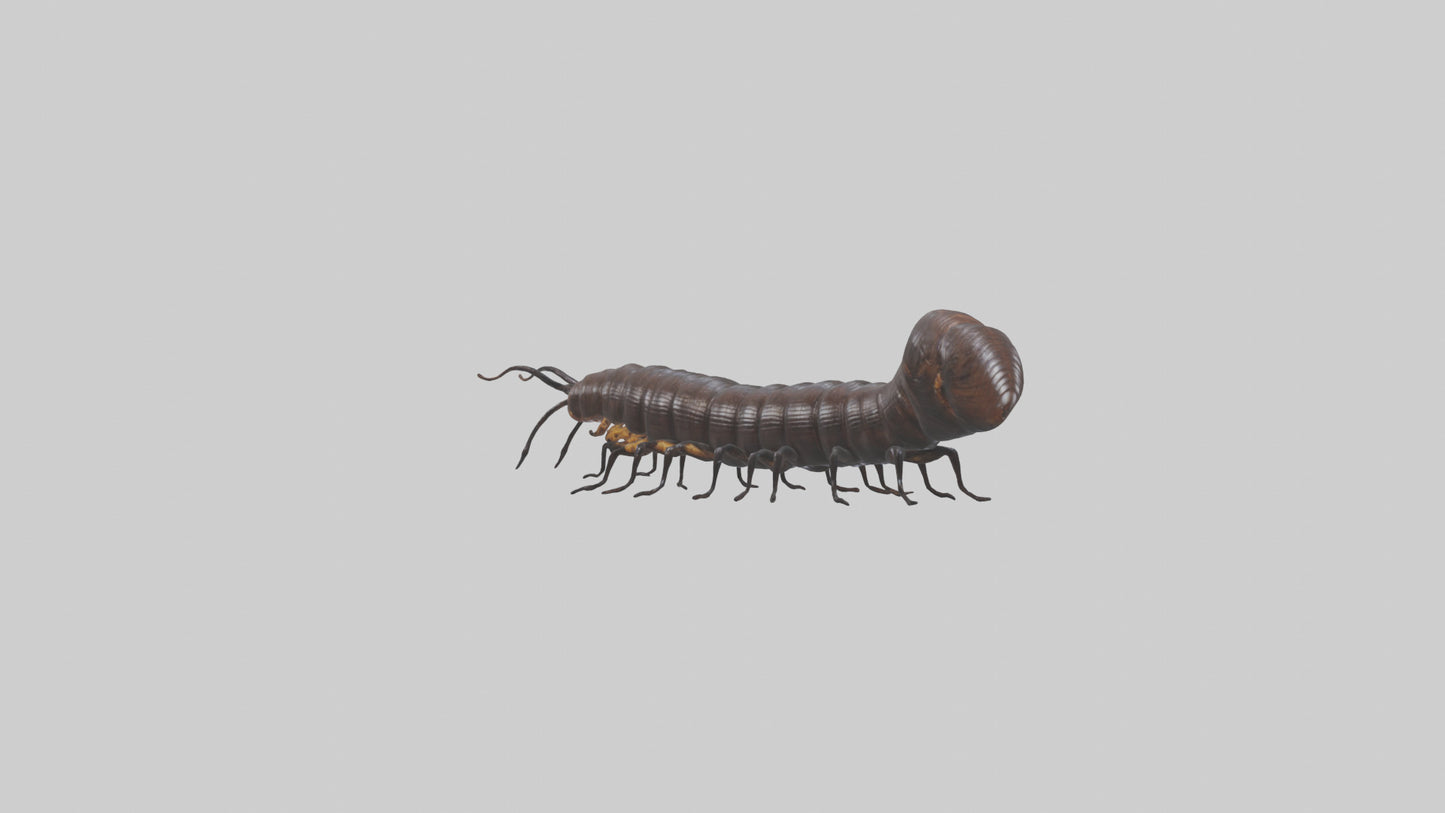 3D model Giant African Millipede crawling model VR / AR / low-poly