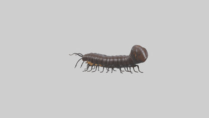 3D model Giant African Millipede crawling model VR / AR / low-poly