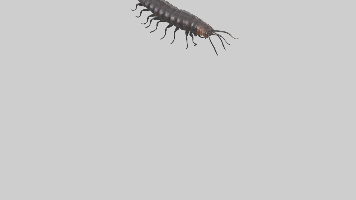 3D model Giant African Millipede crawling model VR / AR / low-poly