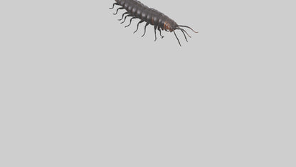 3D model Giant African Millipede crawling model VR / AR / low-poly