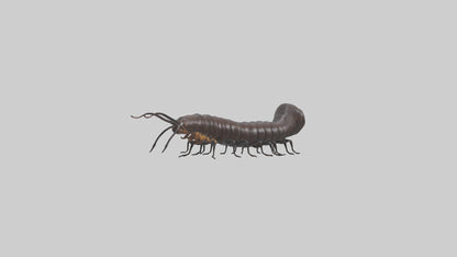 3D model Giant African Millipede crawling model VR / AR / low-poly