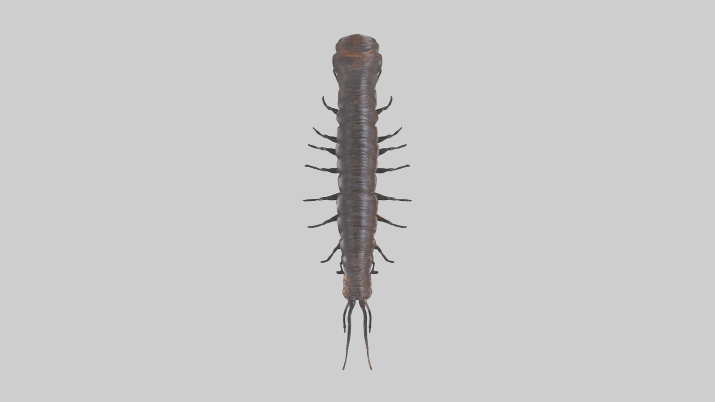 3D model Giant African Millipede crawling model VR / AR / low-poly