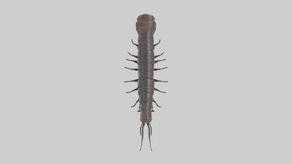 3D model Giant African Millipede crawling model VR / AR / low-poly