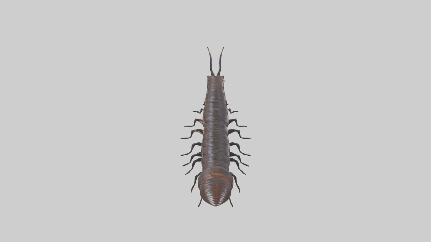 3D model Giant African Millipede crawling model VR / AR / low-poly
