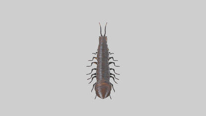 3D model Giant African Millipede crawling model VR / AR / low-poly