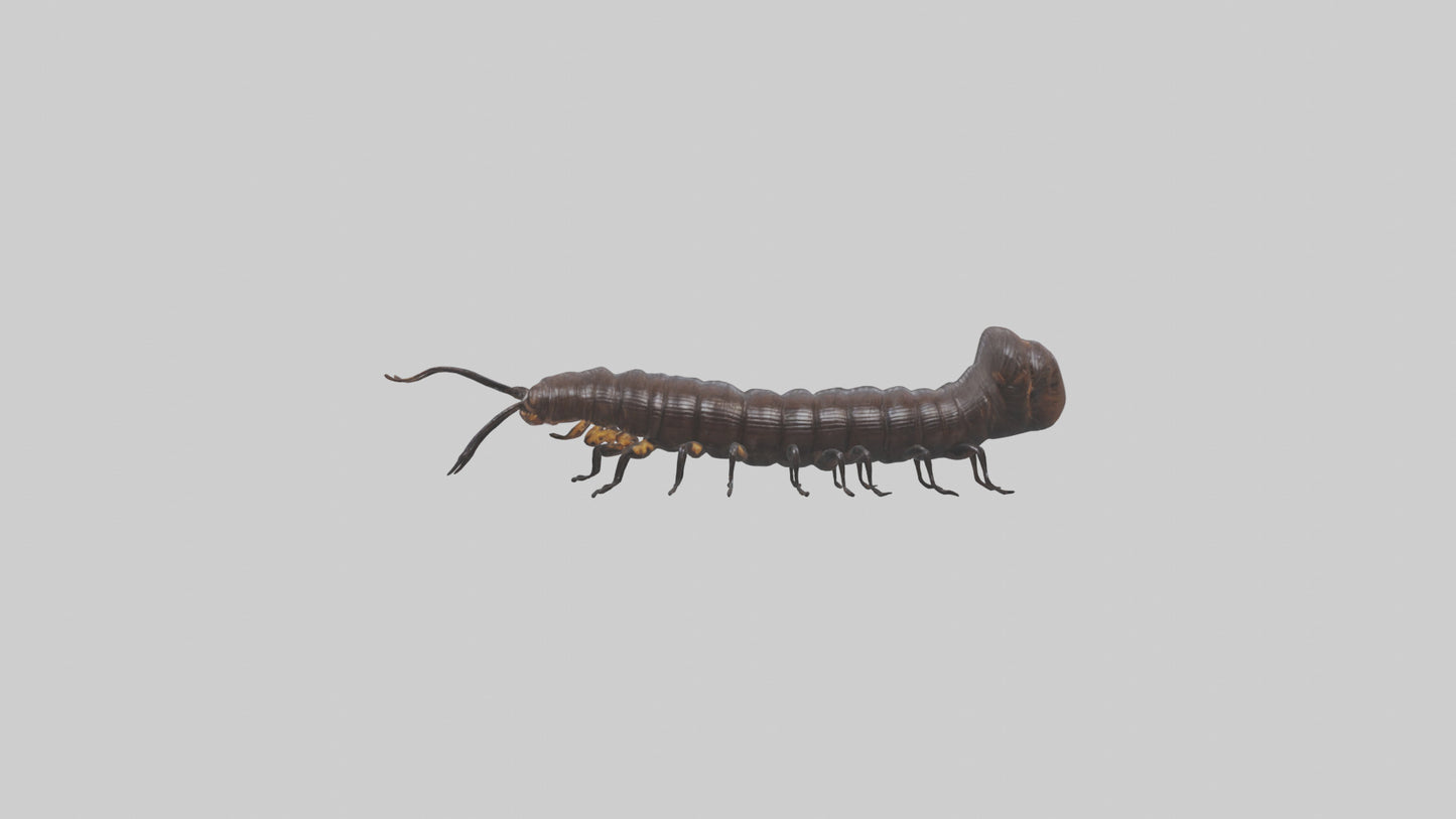 3D model Giant African Millipede crawling model VR / AR / low-poly
