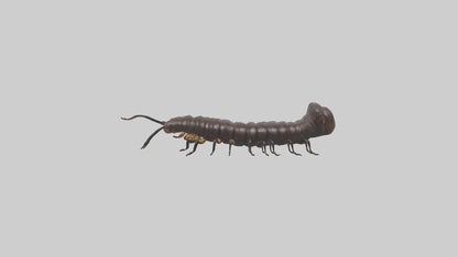 3D model Giant African Millipede crawling model VR / AR / low-poly