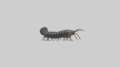 3D model Giant African Millipede crawling model VR / AR / low-poly