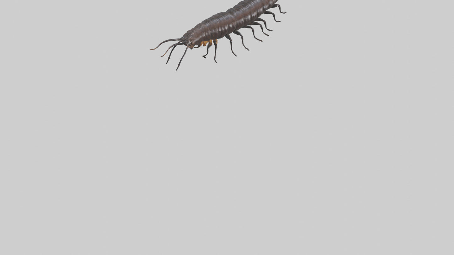 3D model Giant African Millipede crawling model VR / AR / low-poly