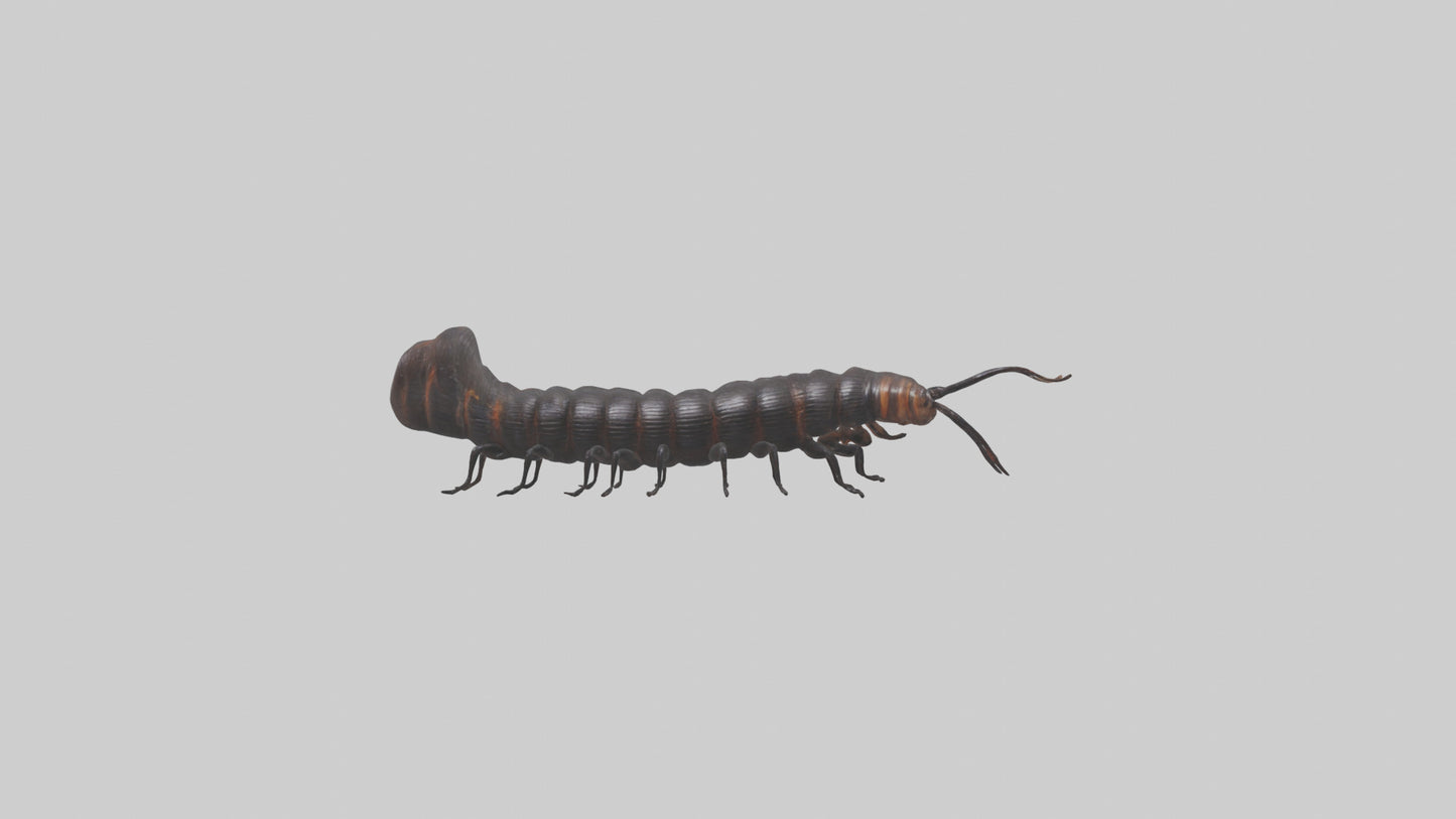 3D model Giant African Millipede crawling model VR / AR / low-poly