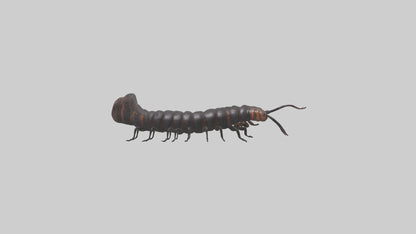 3D model Giant African Millipede crawling model VR / AR / low-poly