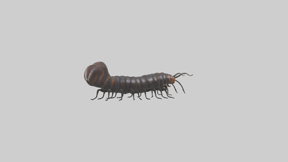 3D model Giant African Millipede crawling model VR / AR / low-poly