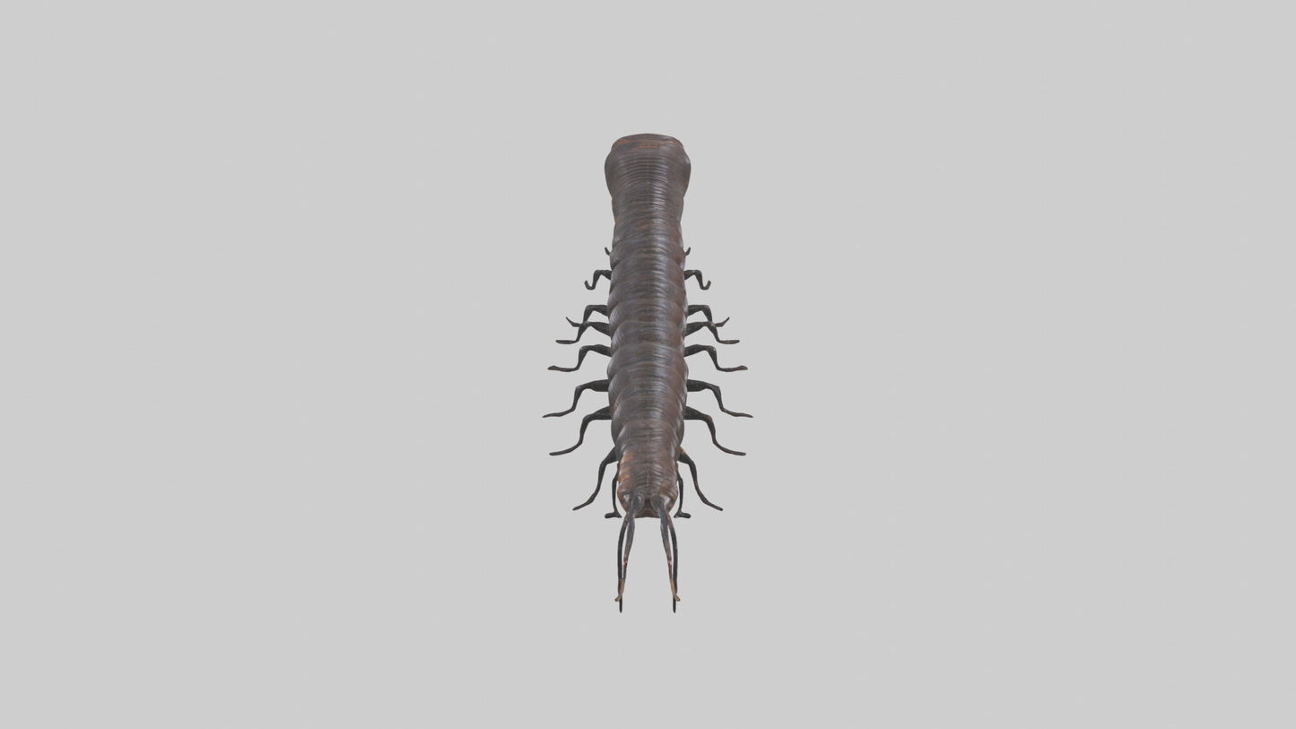 3D model Giant African Millipede crawling model VR / AR / low-poly