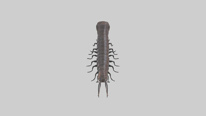 3D model Giant African Millipede crawling model VR / AR / low-poly