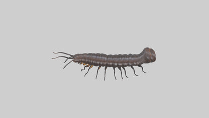 3D model Giant African Millipede crawling model VR / AR / low-poly