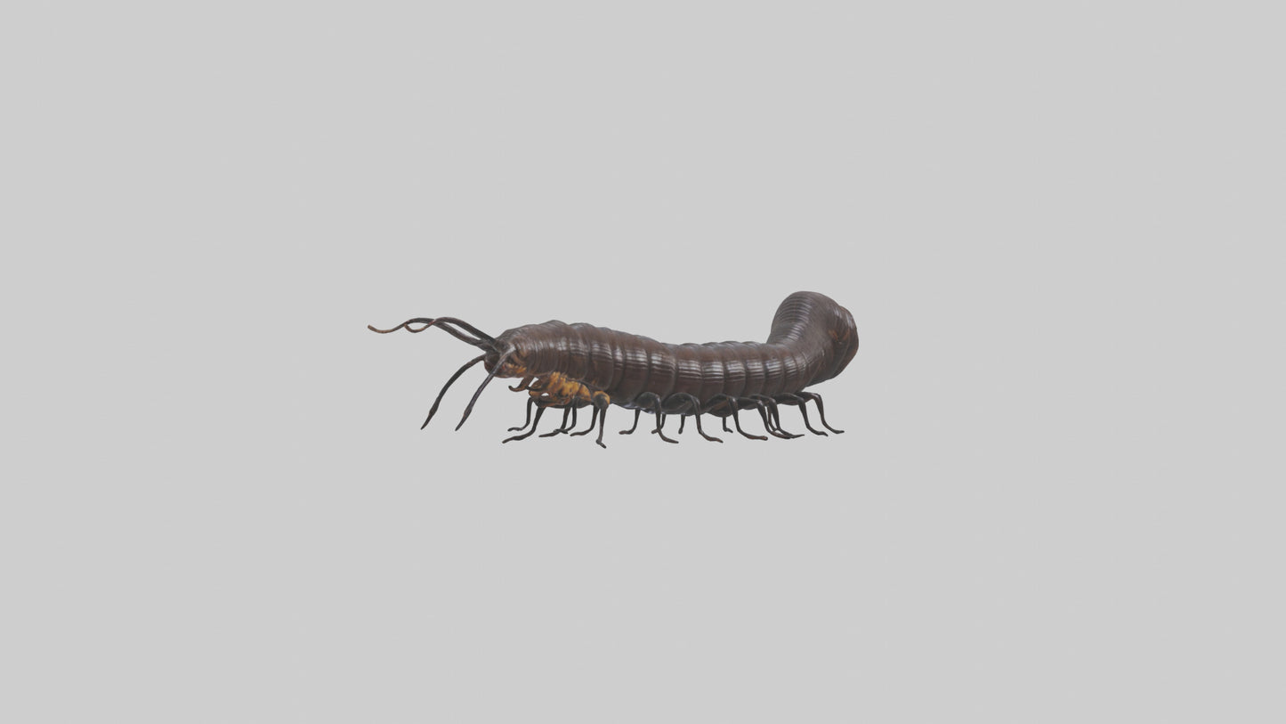 3D model Giant African Millipede crawling model VR / AR / low-poly