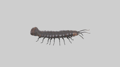 3D model Giant African Millipede crawling model VR / AR / low-poly