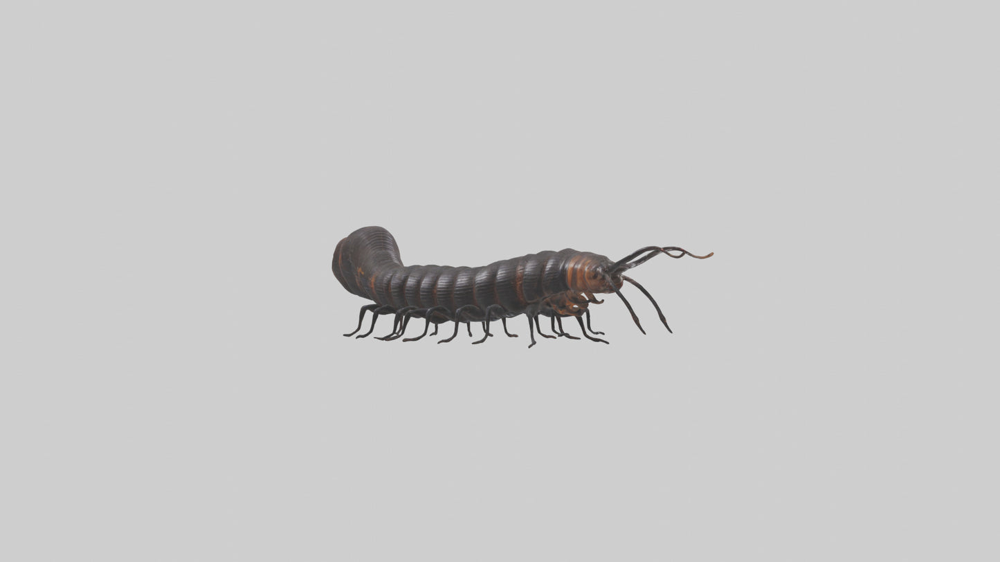 3D model Giant African Millipede crawling model VR / AR / low-poly