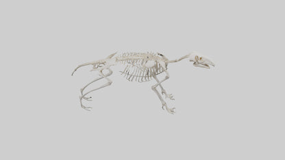 Giant Anteater Skeleton model VR / AR / low-poly