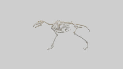 Giant Anteater Skeleton model VR / AR / low-poly