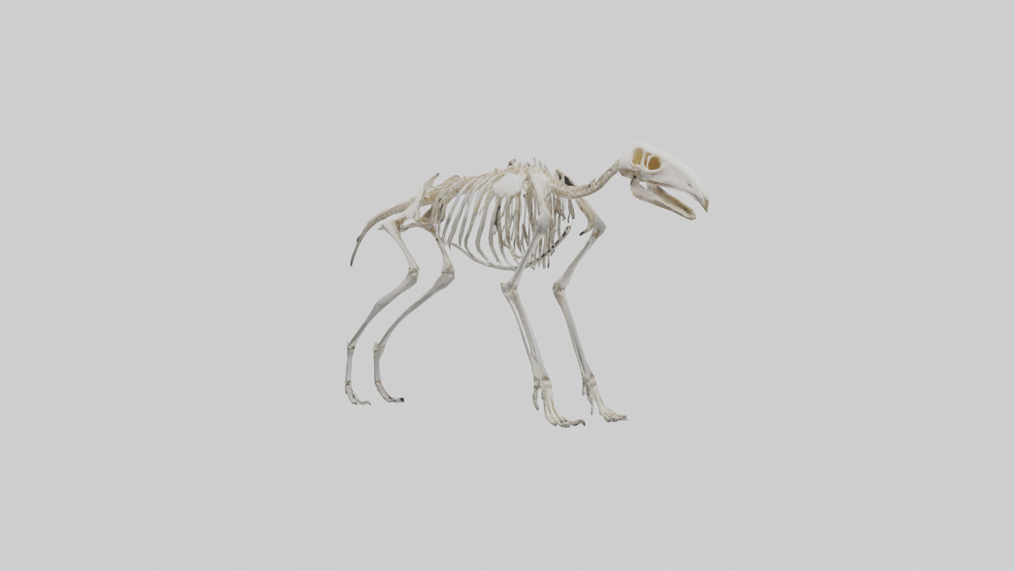 Giant Anteater Skeleton model VR / AR / low-poly