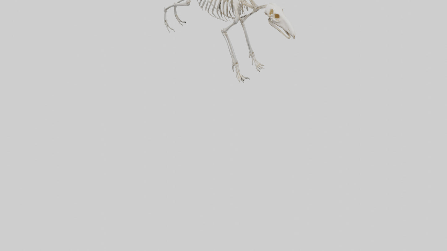 Giant Anteater Skeleton model VR / AR / low-poly