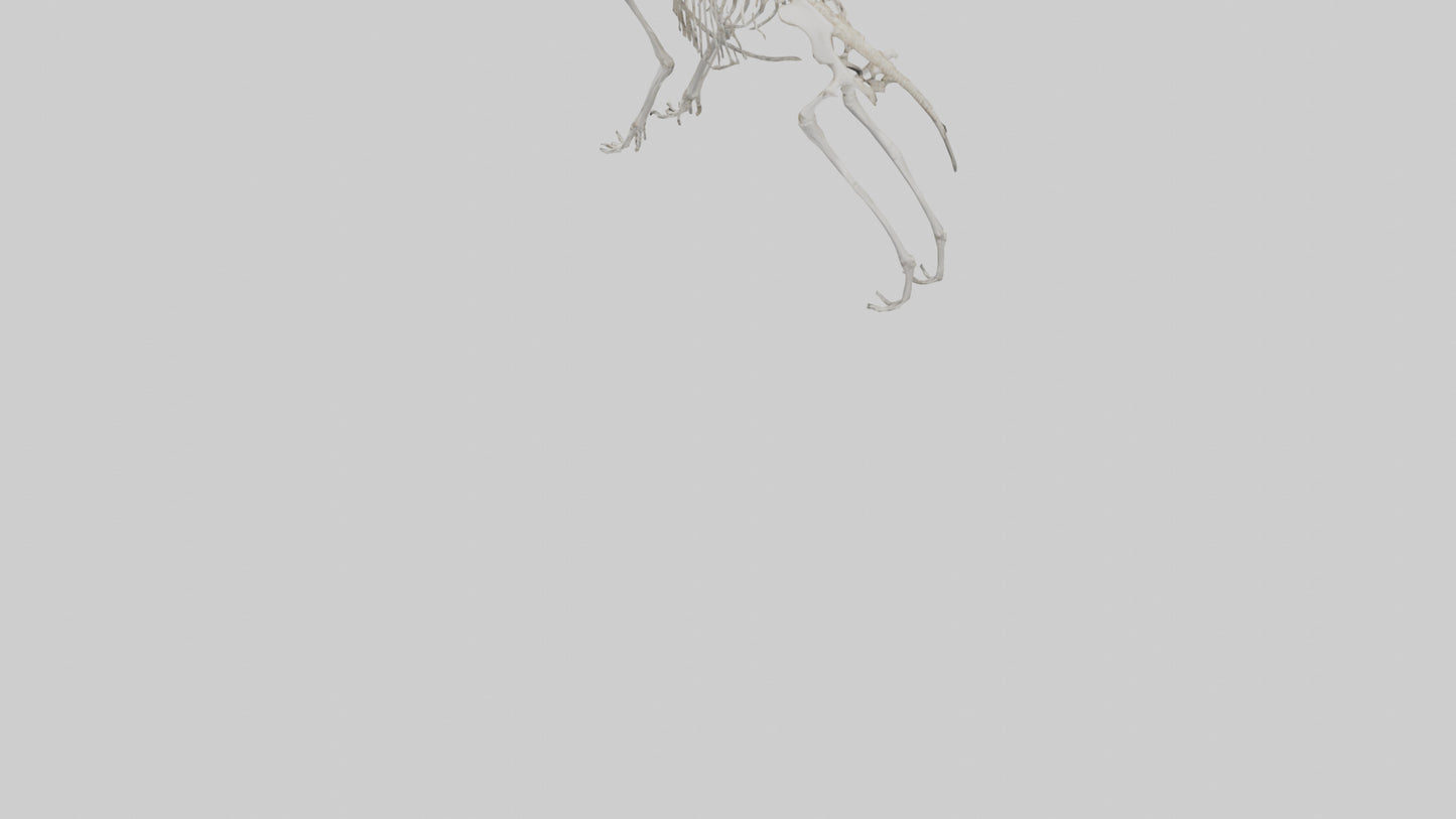 Giant Anteater Skeleton model VR / AR / low-poly