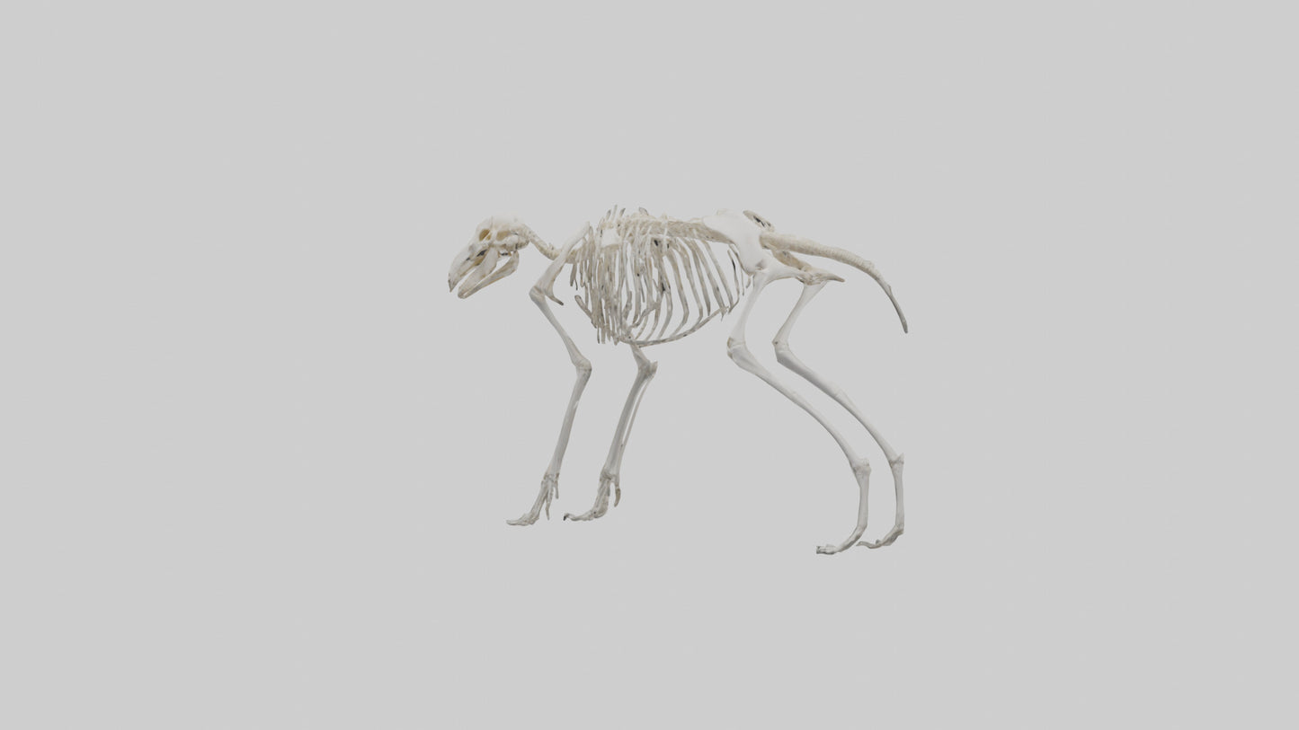 Giant Anteater Skeleton model VR / AR / low-poly
