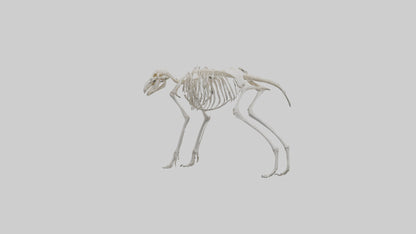 Giant Anteater Skeleton model VR / AR / low-poly