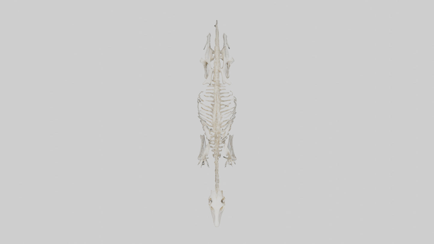 Giant Anteater Skeleton model VR / AR / low-poly