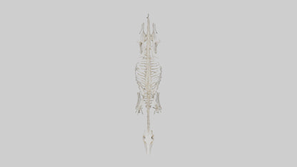 Giant Anteater Skeleton model VR / AR / low-poly