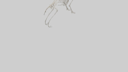 Giant Anteater Skeleton model VR / AR / low-poly