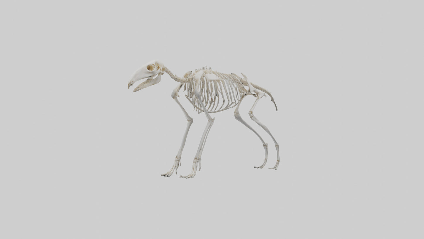 Giant Anteater Skeleton model VR / AR / low-poly