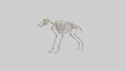 Giant Anteater Skeleton model VR / AR / low-poly