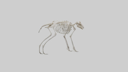 Giant Anteater Skeleton model VR / AR / low-poly