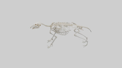 Giant Anteater Skeleton model VR / AR / low-poly