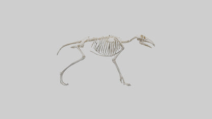 Giant Anteater Skeleton model VR / AR / low-poly