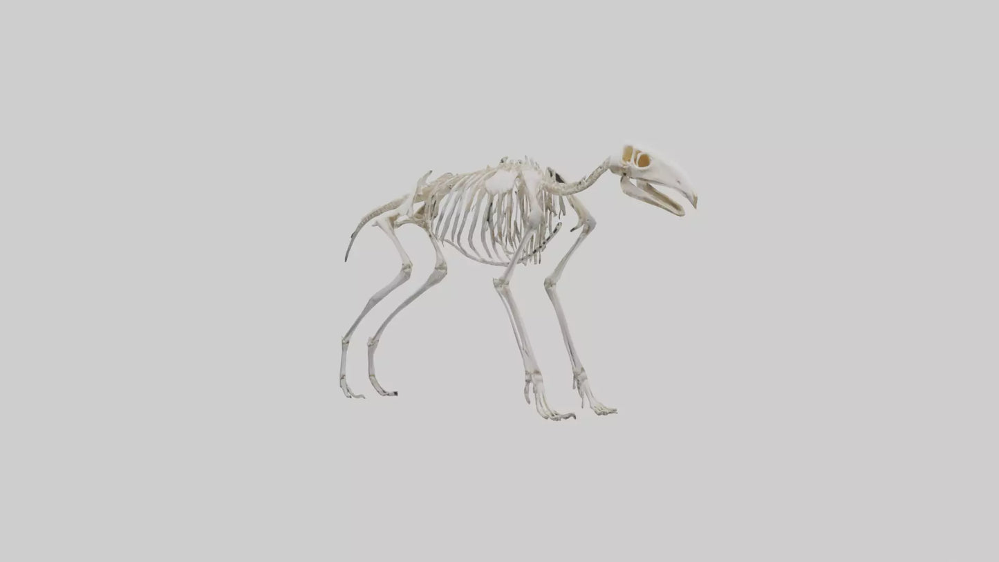 Giant Anteater Skeleton model VR / AR / low-poly