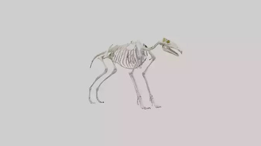 Giant Anteater Skeleton model VR / AR / low-poly