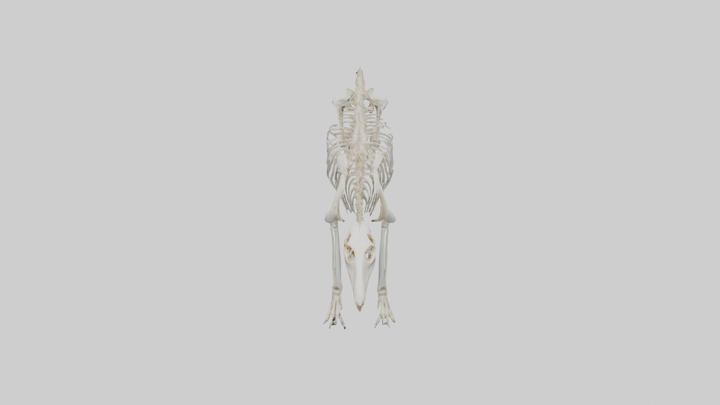 Giant Anteater Skeleton model VR / AR / low-poly