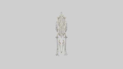 Giant Anteater Skeleton model VR / AR / low-poly