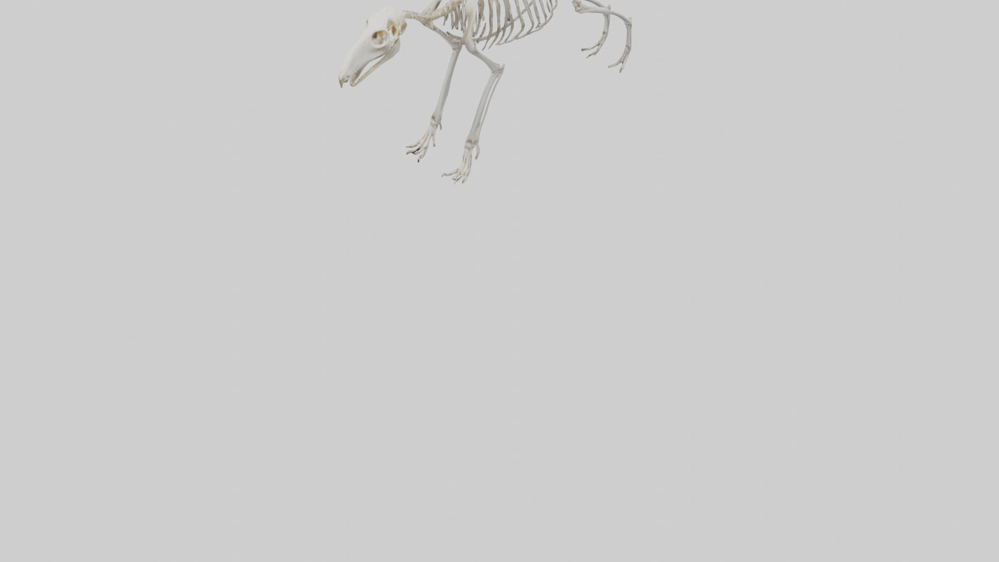 Giant Anteater Skeleton model VR / AR / low-poly