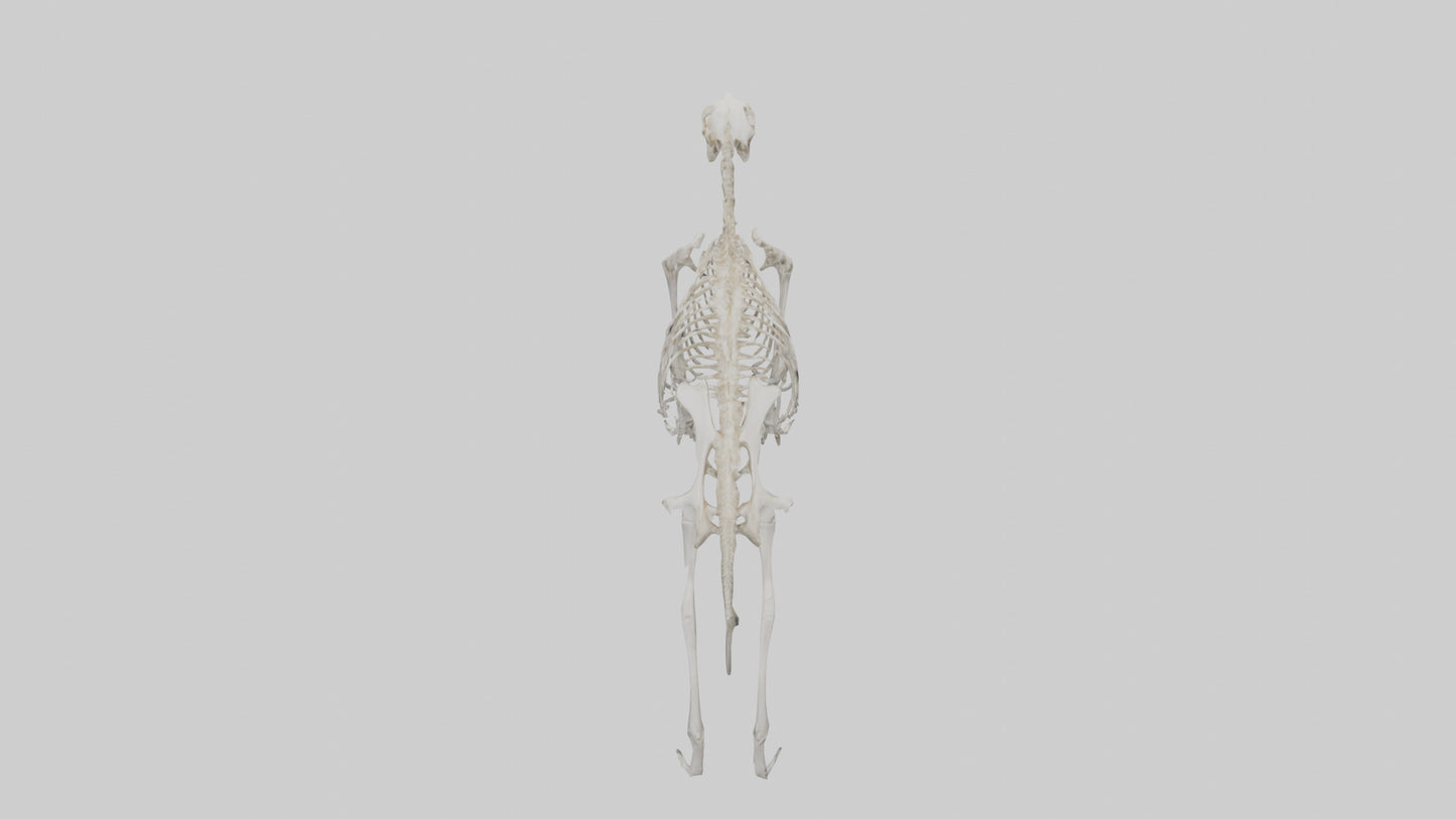Giant Anteater Skeleton model VR / AR / low-poly