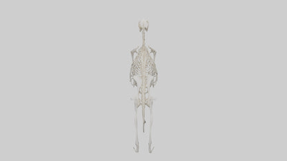 Giant Anteater Skeleton model VR / AR / low-poly