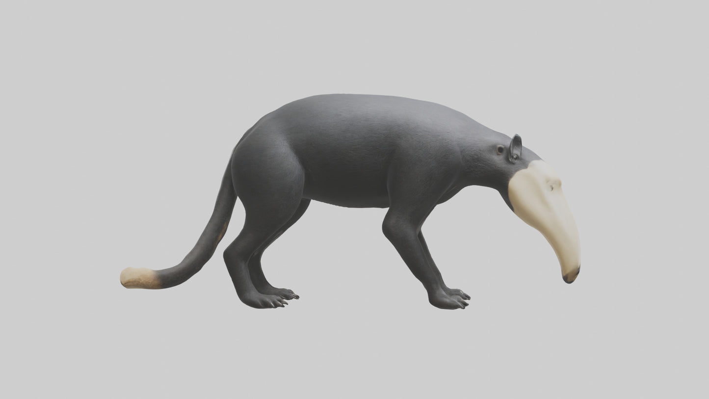 3D model Giant Anteater sniffing ground model VR / AR / low-poly