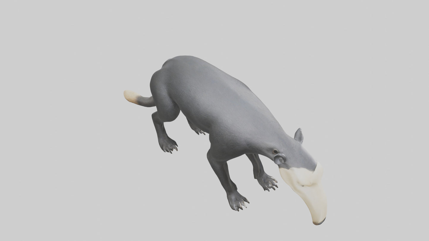 3D model Giant Anteater sniffing ground model VR / AR / low-poly