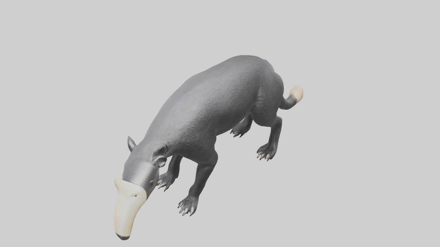 3D model Giant Anteater sniffing ground model VR / AR / low-poly