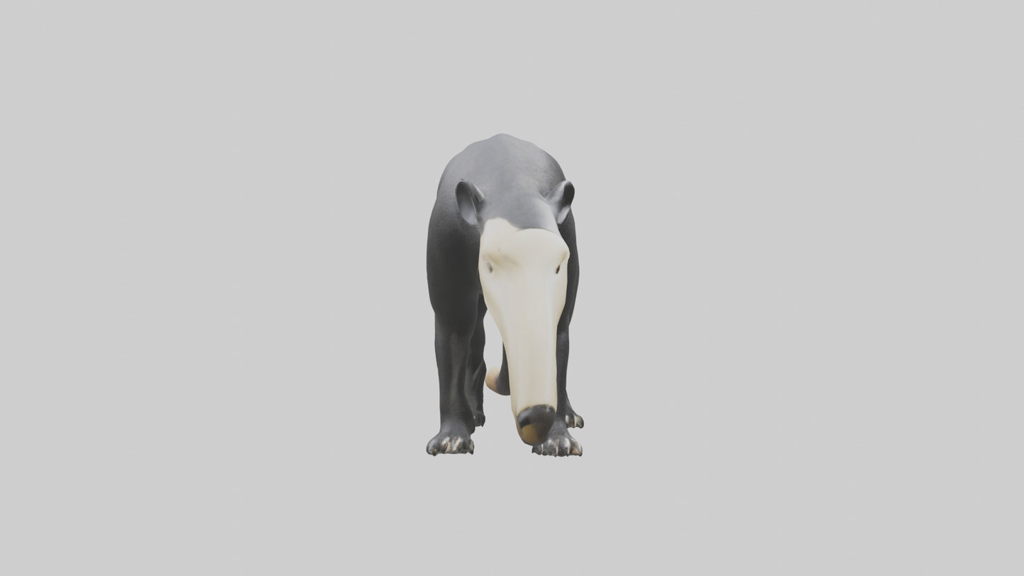 3D model Giant Anteater sniffing ground model VR / AR / low-poly