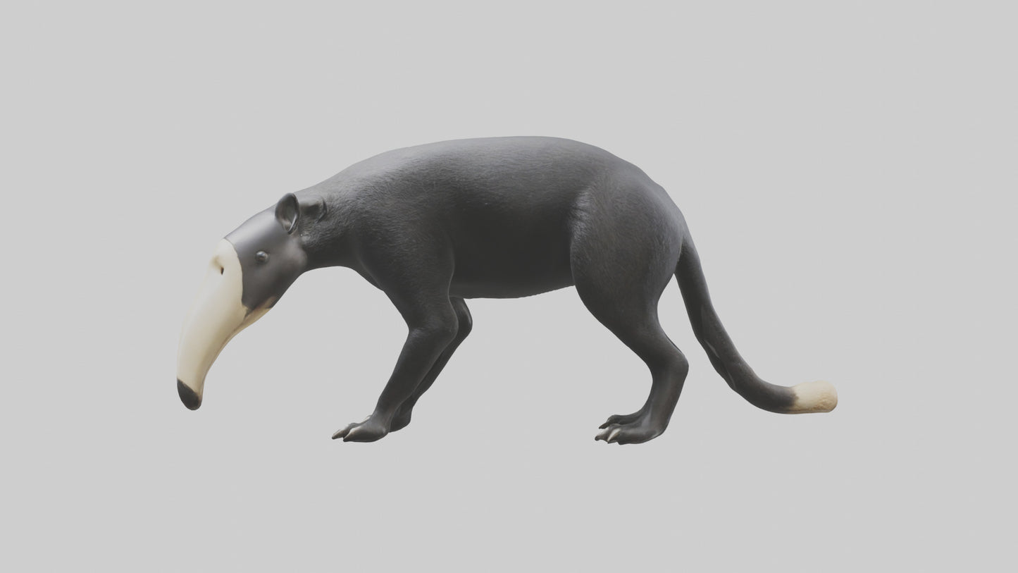 3D model Giant Anteater sniffing ground model VR / AR / low-poly